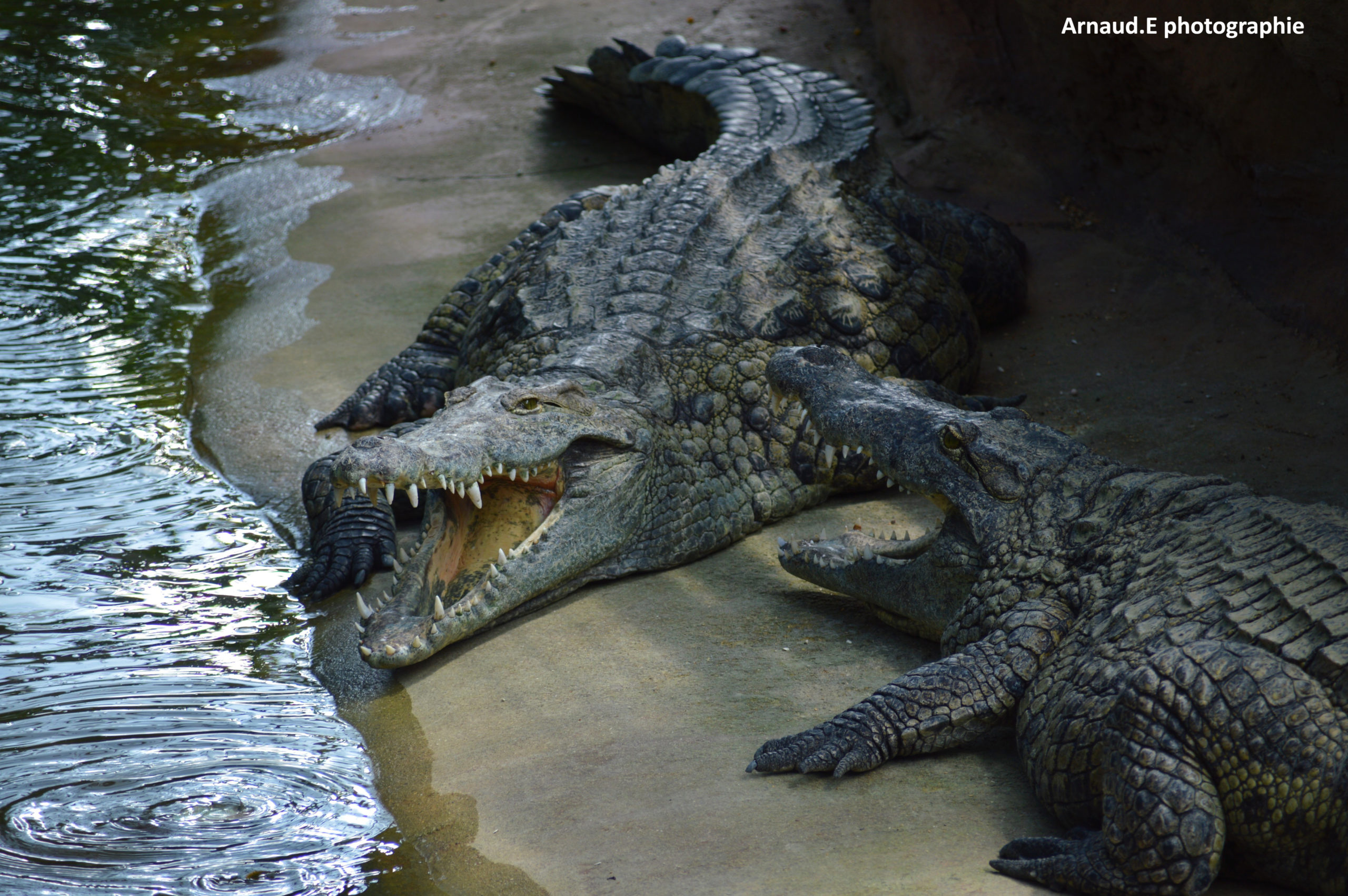 Crocodile la gueule ouverte