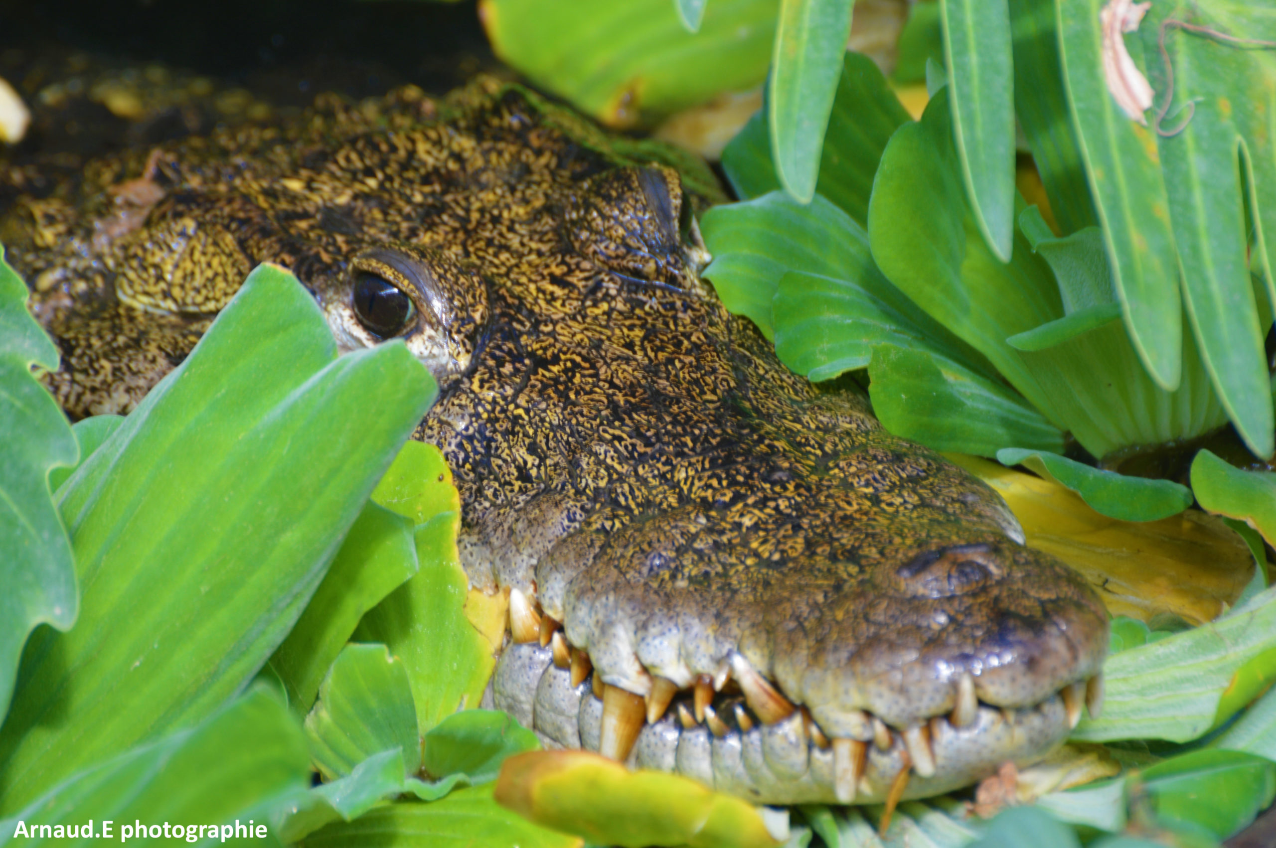 Crocodiles de la ferme aux crocodiles