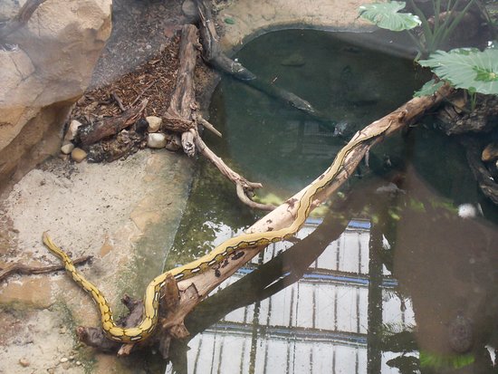 Serpent ferme aux crocodiles